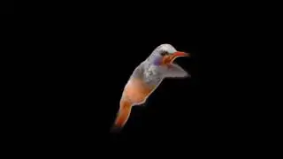 Black screen new birds effects video | kinemaster effect video | Technical Guru effect