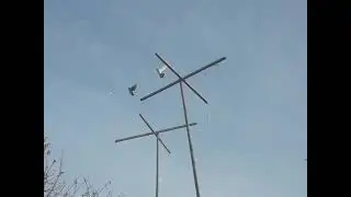 Голуби Кыргызстан Карабалта