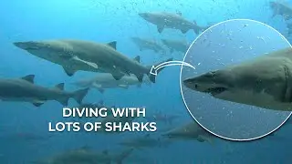 Diving With Lots Of Sharks 🦈