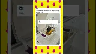 ever seen a fish getting its X-ray? 🐟😳 