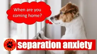 Separation Anxiety Podcast - What is Separation Anxiety, How to Prevent It, and GET RID of IT!