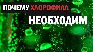 Хлорофилл НСП польза. Свойства жидкого хлорофилла