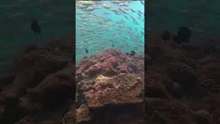 Sea  anemones #shorts #waves  #scubadiving