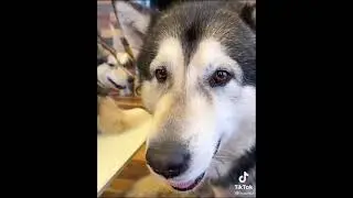 Собакены | Лучшие видео из Инстаграма