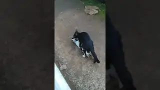 cara kucing ngew** yang bener
