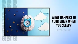 What Happens to Your Brain When You Sleep?