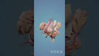 Brain Anatomy 3D Visualization - Neuroanatomy in 3D with VOKA