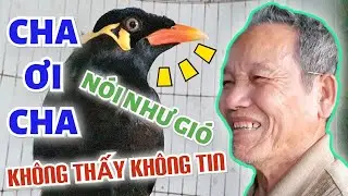 The parrot that can talk as clearly as a human...unseen, unbelieveable | Mynah Bird