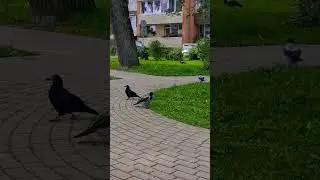 Грач пришёл за орешком🥜 