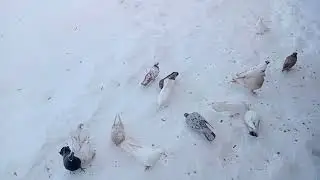 Голуби Муслима, друга Вардана.