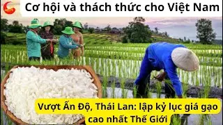 Điều bất ngờ xảy ra!Giá gạo VN cao nhất thế giới:Cơ hội và thách thức đưa thị trường gạo VN đạt đỉnh