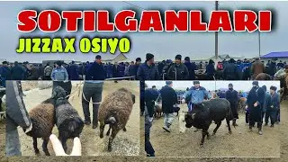 3-qism JIZZAX OSIYO MOL BOZORIDAN SOTILGAN NARXLAR 