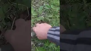 Весенние синеноги