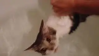 коты тоже могут купаться!!!)😺😹😻