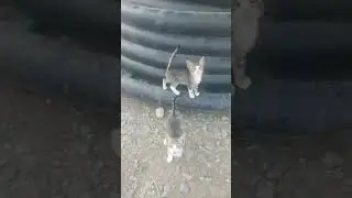 cute cat hungry