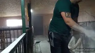 СУХАЯ ДЕЗИНФЕКЦИЯ СВИНАРНИКА В ПРИСУДСТВИИ ЖИВОТНЫХ.