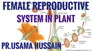 Lect.No.4: Female reproductive system of flowering plants-a) PISTIL AND NOTE. b)THE MEGASPORANGIUM