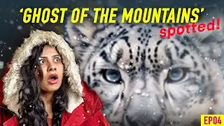 Spent Dangerous days to find 'SNOW LEOPARD' | Indo-Tibet Border | SPITI VALLEY