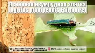 Ясеневая изумрудная златка (Agrilus planipennis Fairmaire)