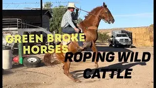 Roping Yearling Mavericks