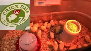 2024 Chick Days Are Here! Tractor Supply - Prescott, AZ