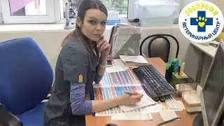 У СОБАКИ ИЛИ КОШКИ ПРОПЛЕШИНЫ ИЛИ ЗУД? В КАКИХ СЛУЧАЯХ НАДО ОБРАЩАТЬСЯ К ДЕРМАТОЛОГУ?