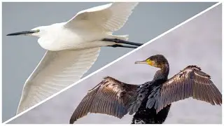 CONSEJOS al usar TELEOBJETIVO 📷FUJI 100-400mm (+) x1.4 📱Edición con LIGHTROOM Mobile 👉GRATIS 🔥