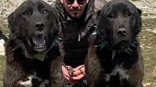 МЫ СТАЛИ ЗАБЫВАТЬ КАКИМ ДОЛЖЕН БЫТЬ АЛАБАЙ/REAL ALABAY