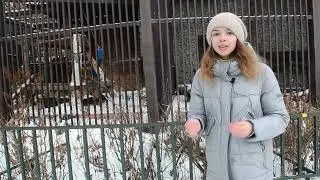 Тигры Екатеринбургского зоопарка (в.2)