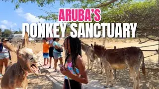 Donkey Sanctuary ARUBA: Fun and Free Activity! [2024]