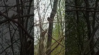 Певчая варакушка !