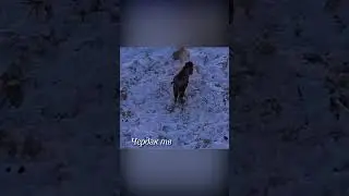 The wolf took a risk by attacking the bison.
