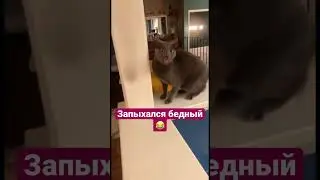 Котик как пёс😂#cat #cats #котики #кот #коты #catshorts