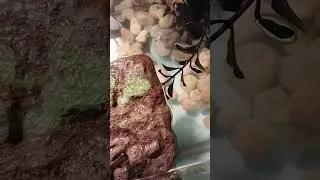 #turtle #turtleaquarium #aquaticlife #aquarium #mealworms #livefeeding #fyp #cute #tiktok #viral