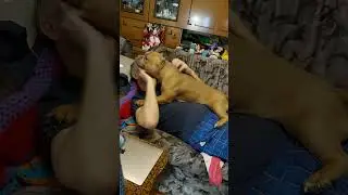 Булли требует массаж от хозяина