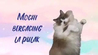 Alahai Mochi bercacing la | cara merawat kucing bercacing