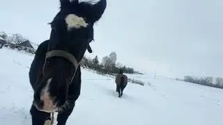 Продажа Кобылки Мышка 👍
