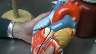 Heart Anatomy Part 1
