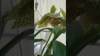 catasetum  Sanguineum x fimbriatum.