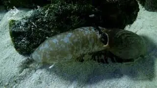 Cone Snail vs Fish