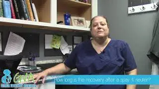 Spay & Neuter, Recovery: Frequently Asked Questions by Georgia Veterinary Associates with Dr. Reiss