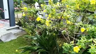 Rumah di Desa