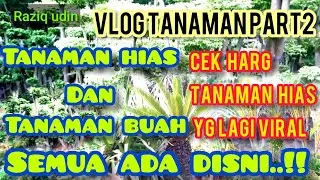 cek harga aneka tanaman hias yang lagi viral