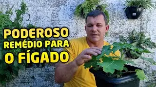 O chá dessa planta vai fazer o seu FÍGADO funcionar como novo