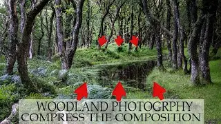 Woodland photography composition, using lens compression to alter your perspective.