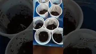 Посев семян томатов на рассаду.