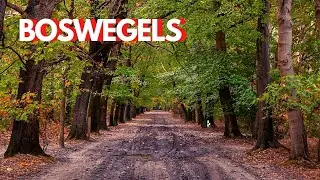 Woodland & autumn PHOTOWALK: Forest roads (Dutch vlog with aut. English subtitles)