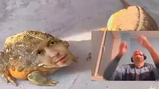 папич смотрит 