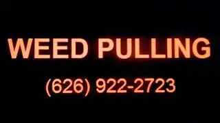 WEED PULLING, Barstow, CA, Weeds Removed, Weed Control, Weed Removal, Weed Abatement, Brush Removal