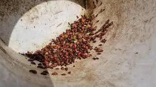 Colorado potato beetle larvae